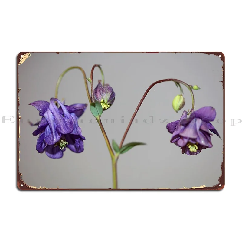 

Аквилегия, цветок, крупный план, металлический знак, дизайн, искусственный винтажный, индивидуальный настенный, пещера, жестяной знак, плакат