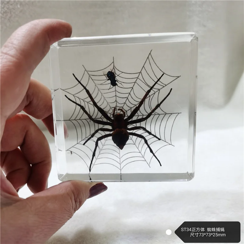 

Real plant animal insect specimen turtle hair spider dragonfly starfish resin ornament creative home table decoration gift