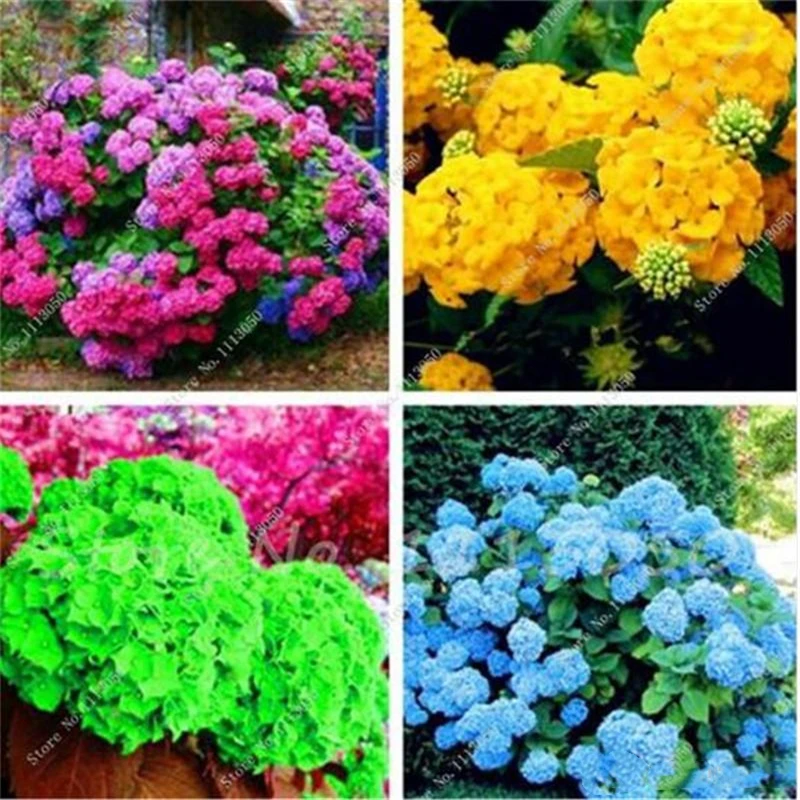 

Яркие Ароматические гортензии, 15 шт., благовония, природный сад, бонсай, редкие большие листья гортензии, ароматные благовония