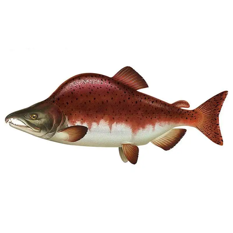 

For Salmon Car Decal Personality Car Stickers Motorcycle Vinyl Material Scratch-Proof For JDM SUV RV Decor 13cm