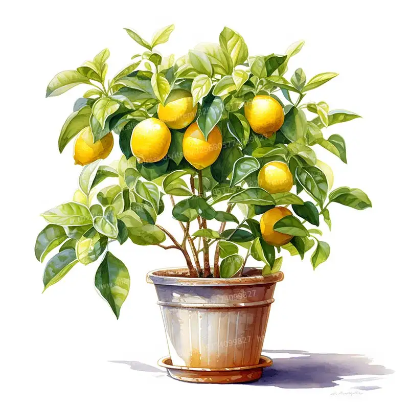 Лимонное дерево наклейка на стену  M11177
