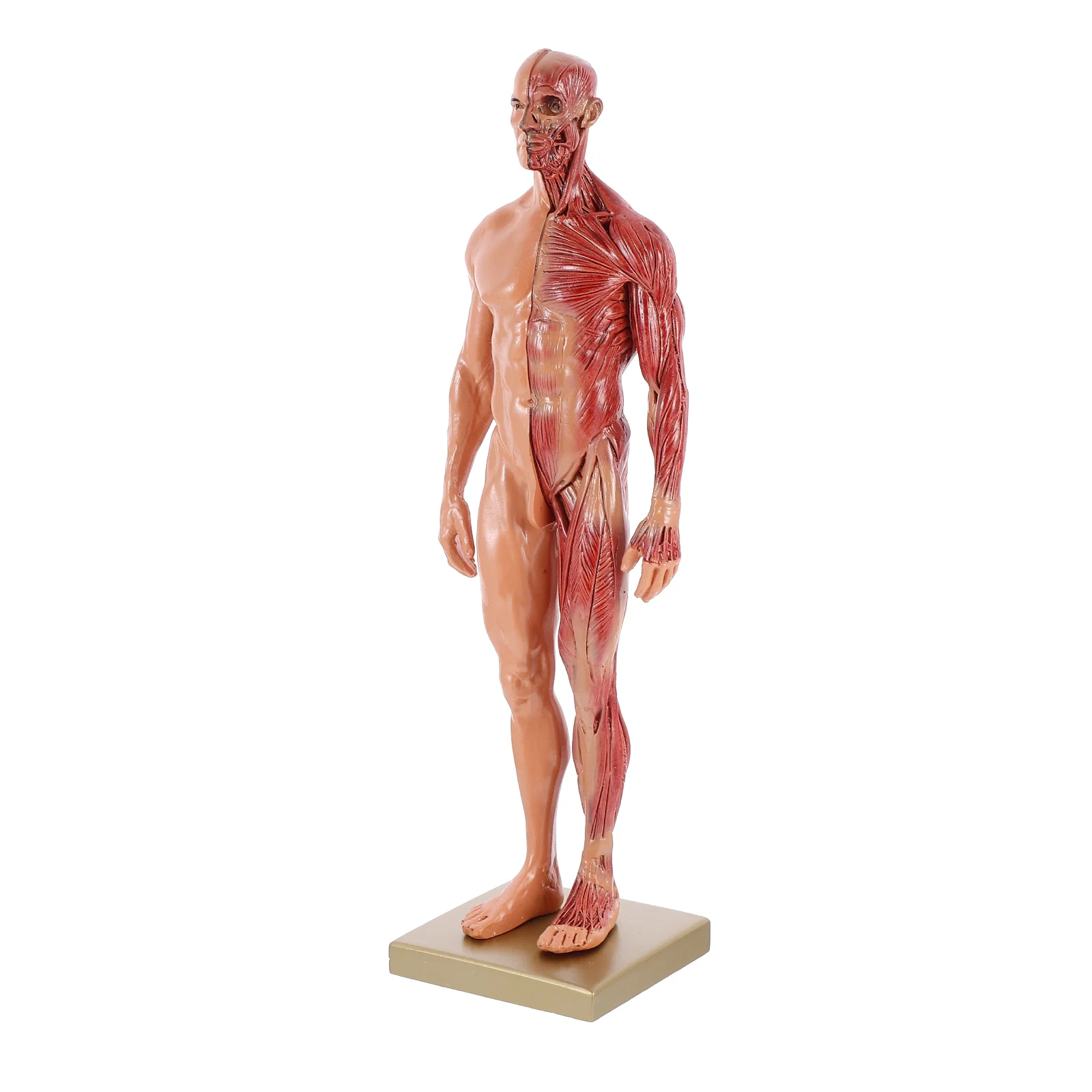 

Resin Muscle Anatomy Model Human Body Musculoskeletal Female Male Figures Skin Anatomical Study and Teaching