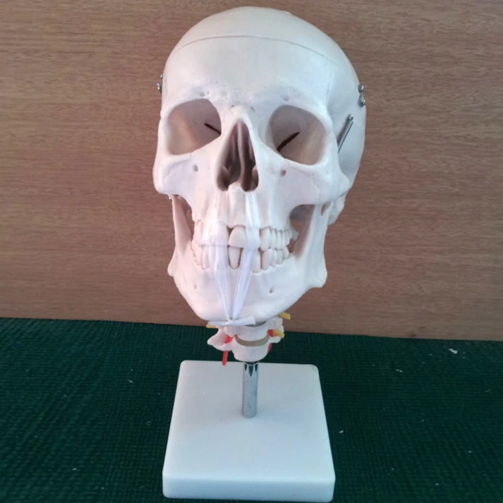 Anatomical Human Skeleton Skull Model with Cervical Spine