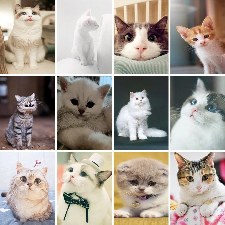 

DIY 5D Diamond Painting Rhinestone Animal Cute Cat Art Picture Full Diamond Embroidered Mosaic Animal Decorative Painting Kit
