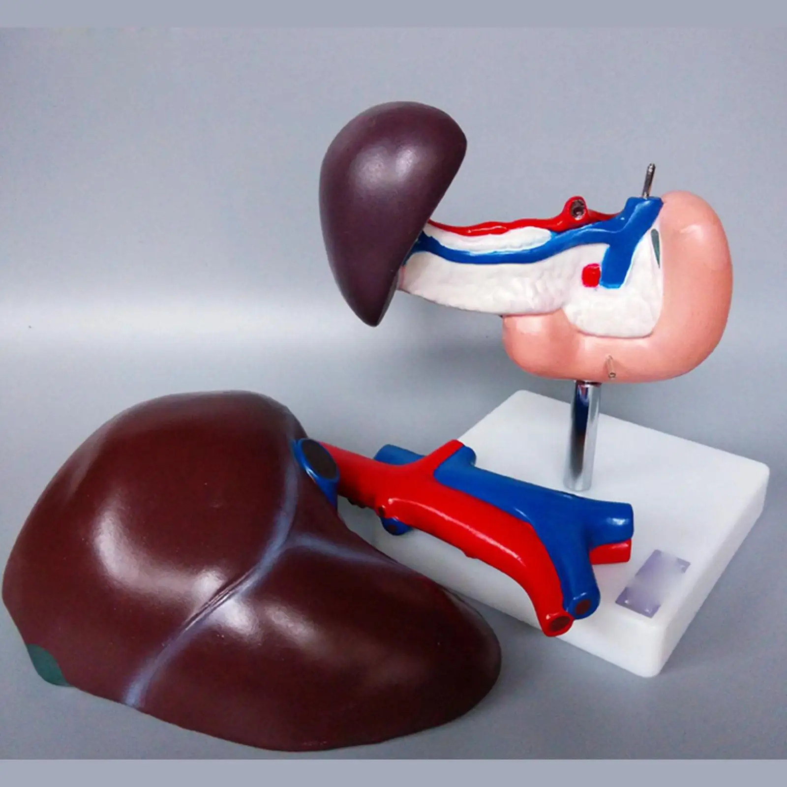 

Human Liver Pancreas and Duodenum Anatomical Model Medical Anatomy Life Size