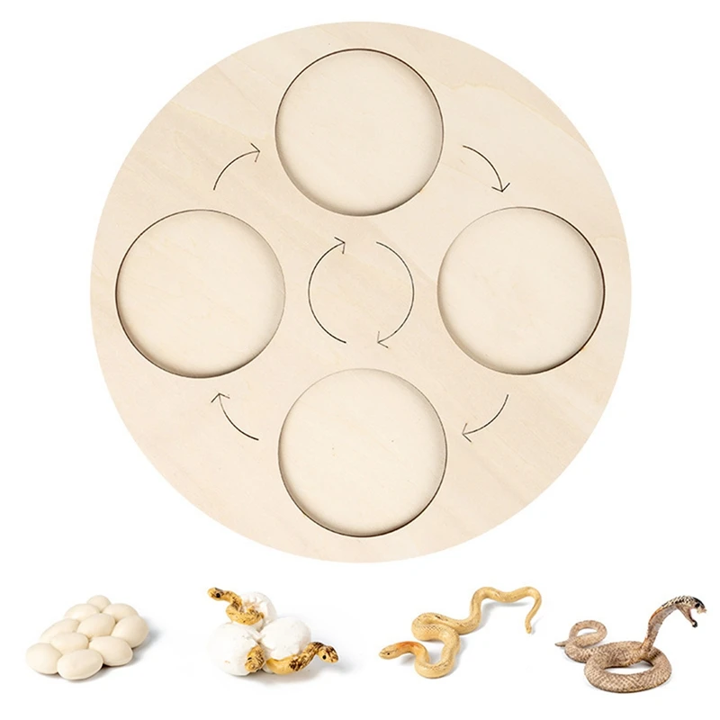 

FBIL-Life Cycle Board Cobra Life Cycle Board Set Lifestyle Stages Kids Teaching Tools Animal Growth Cycle Model
