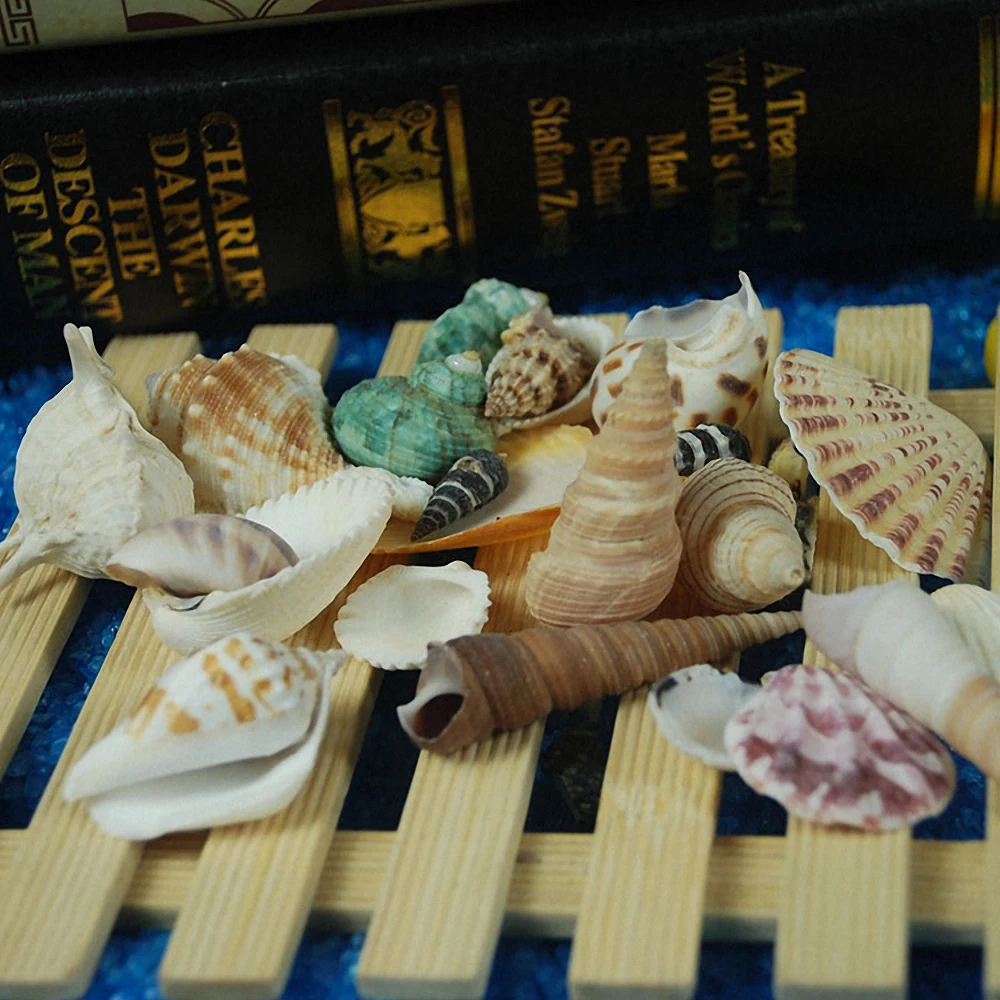 120 г/упаковка декоративные ракушки для аквариума морского океана Свадебный декор