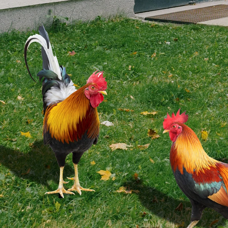 Статуэтка петуха курица декоративная акриловая для двора сада животного