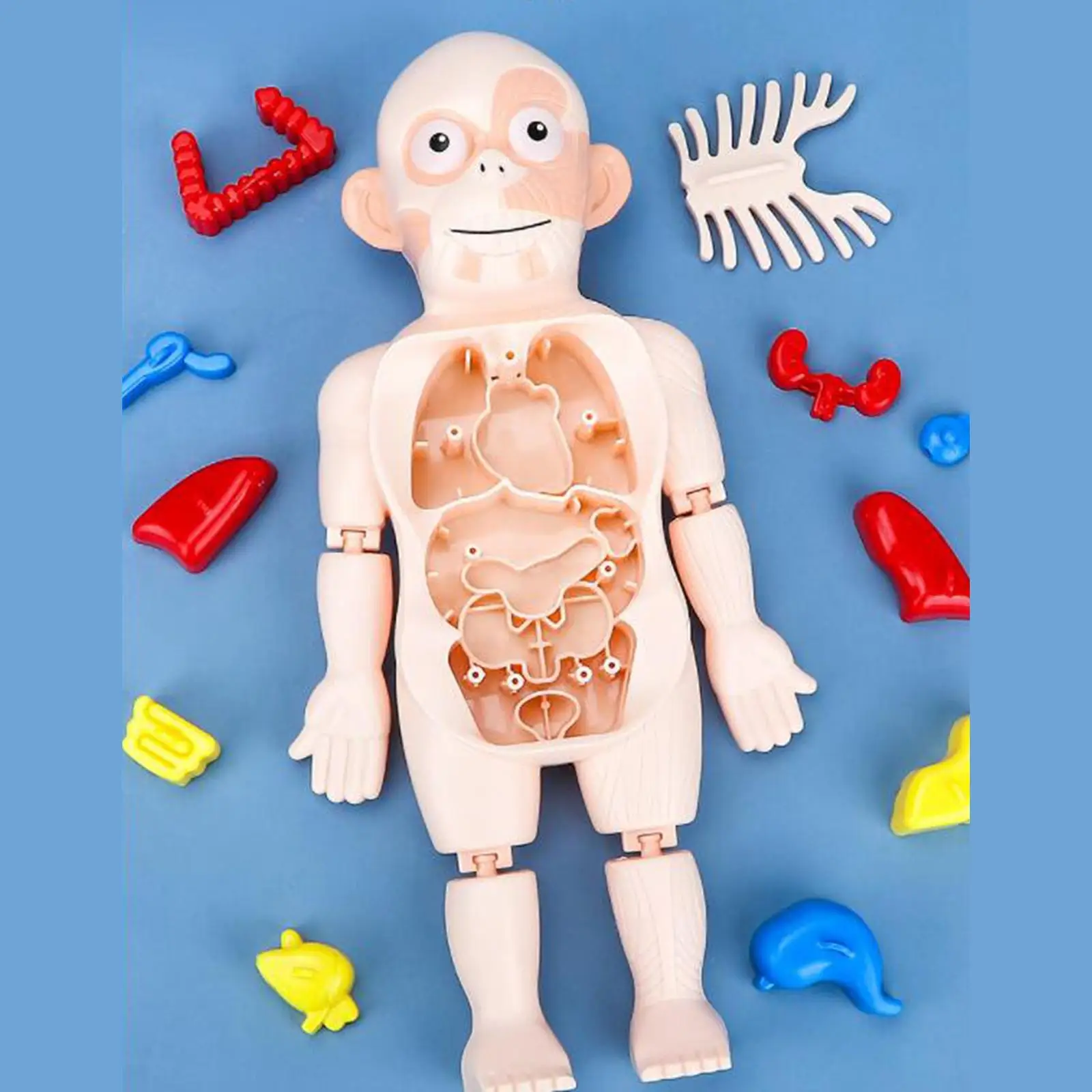 

Body Puzzle Development Toy Collectible for Learning