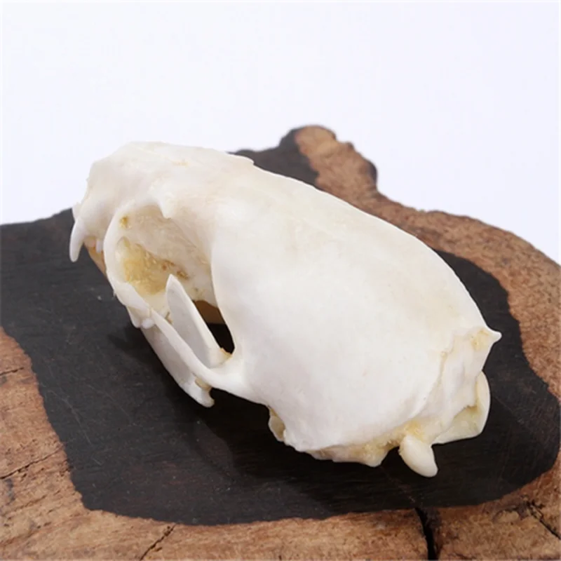 Образцы из натурального норкового черепа образцы животного украшение для офиса