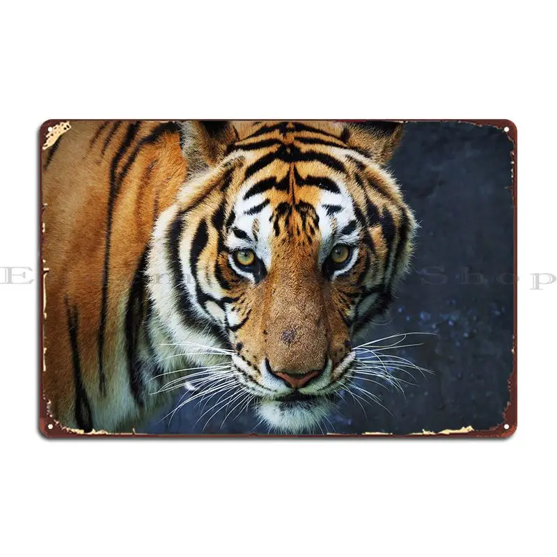 

Tiger Looking Straight Ahe Metal Sign Mural Garage Club Bar Create Wall Pub Tin Sign Poster