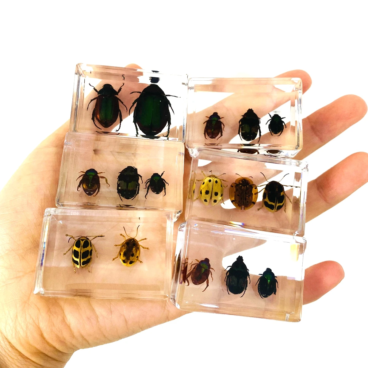 1 шт. случайный образец божьей коровки в чистой смоле