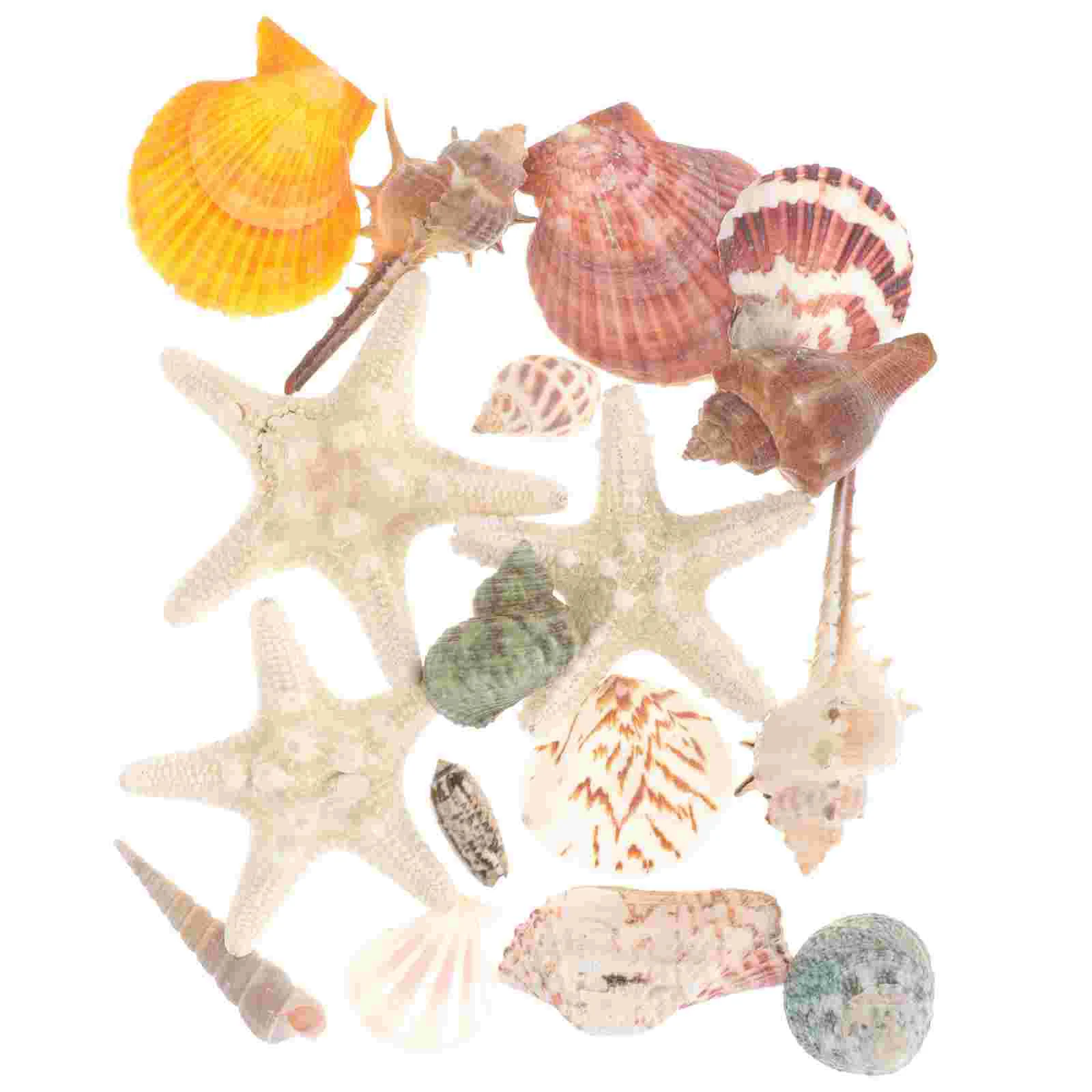 

1 Set Hermit Crab Shell Natural Shell Decor Hermit Crab House Shell Ornament