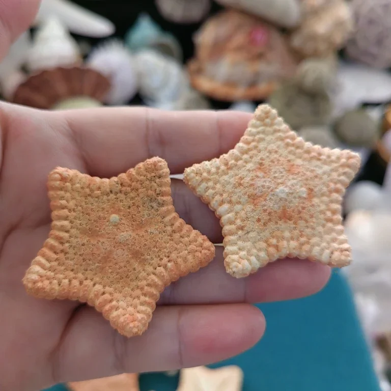 Натуральная пляжная раковина морская звезда с пятью пальцами образец в