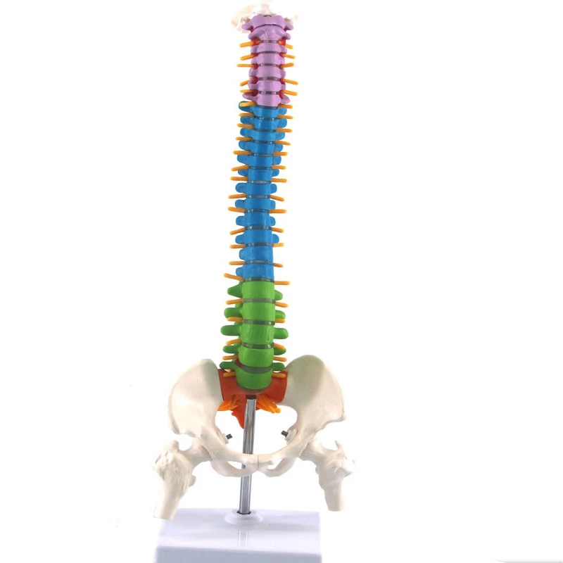 

Цветной гибкий позвоночник, анатомический режим, натуральный размер, модель человеческого позвоночника с тазовым бедром 45 см с подставкой
