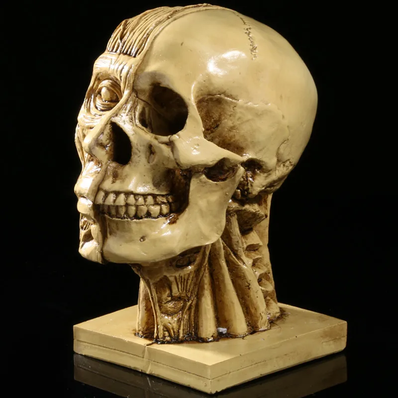 

Muscle head skull head medical model teaching supplies drawing reference art model Resin handicraft