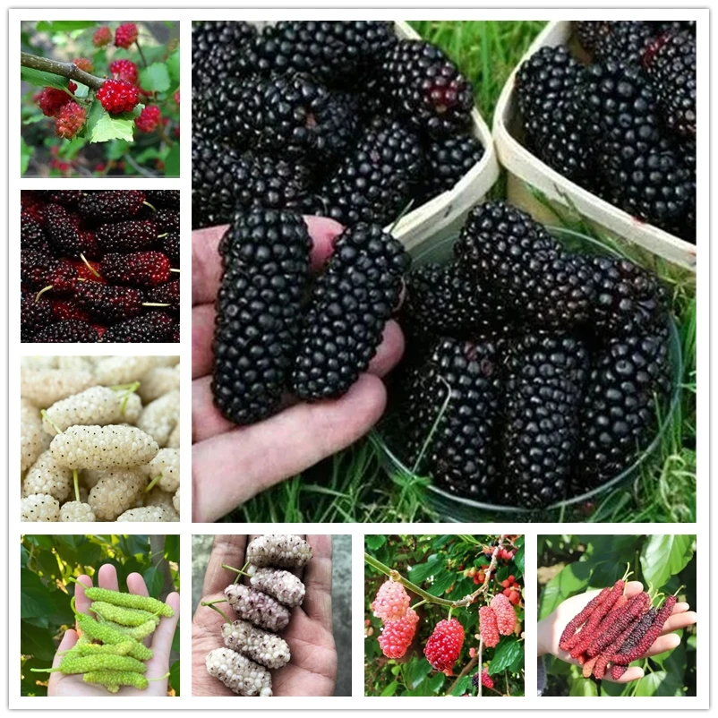 

100Pcs Mulberry Incense Fragrant fragrant Blackberry Fruit Aroma Incense