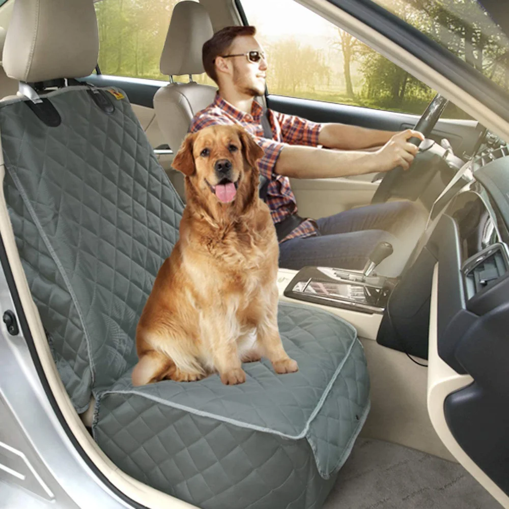 Can Dogs Travel In Front Seat