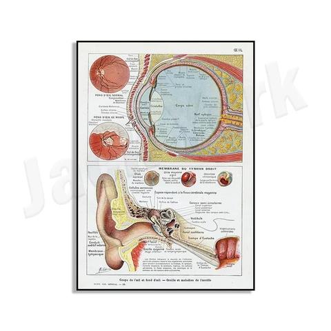 Анатомия глаз, медицинская Анатомия глаз и ушей, античная французская медицинская иллюстрация офтальмолога, винтажный медицинский плакат
