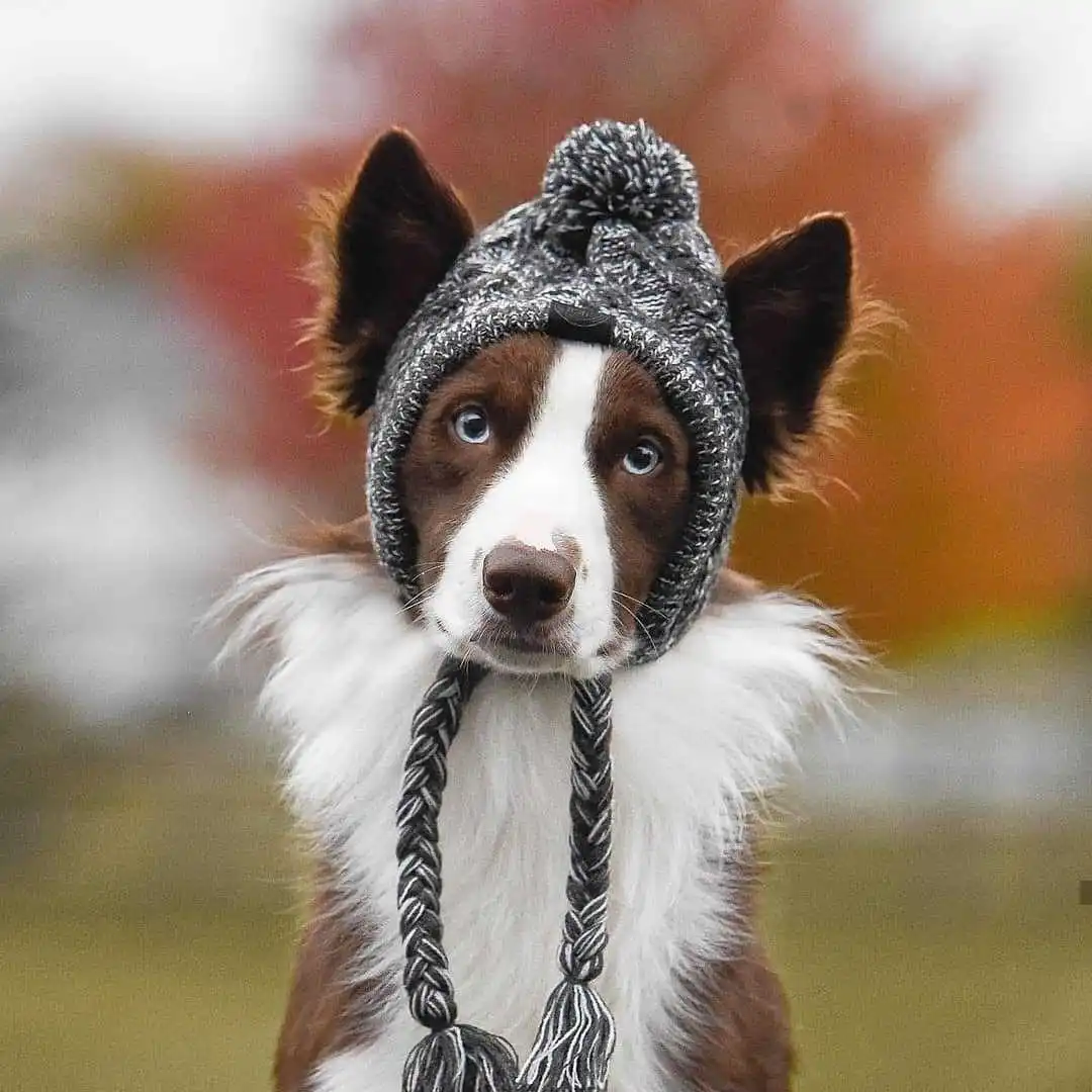 

Зимняя теплая шапка для собак, ветронепроницаемая вязаная шапка для собак чихуахуа, пончо, аксессуары для собак, французская