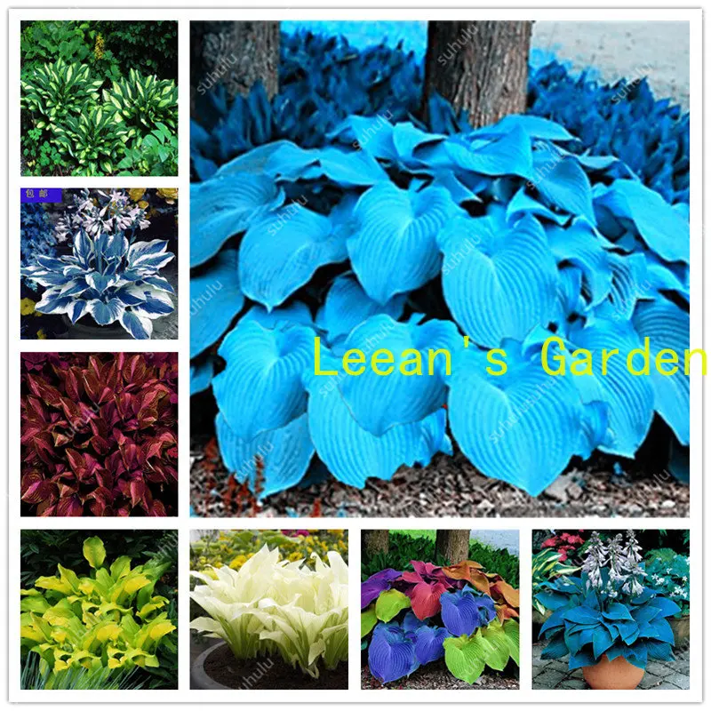 

Тростник 100 шт., искусственная кожа, комнатный цветок, тень, цветок, семена травы, декоративные цветы в горшке