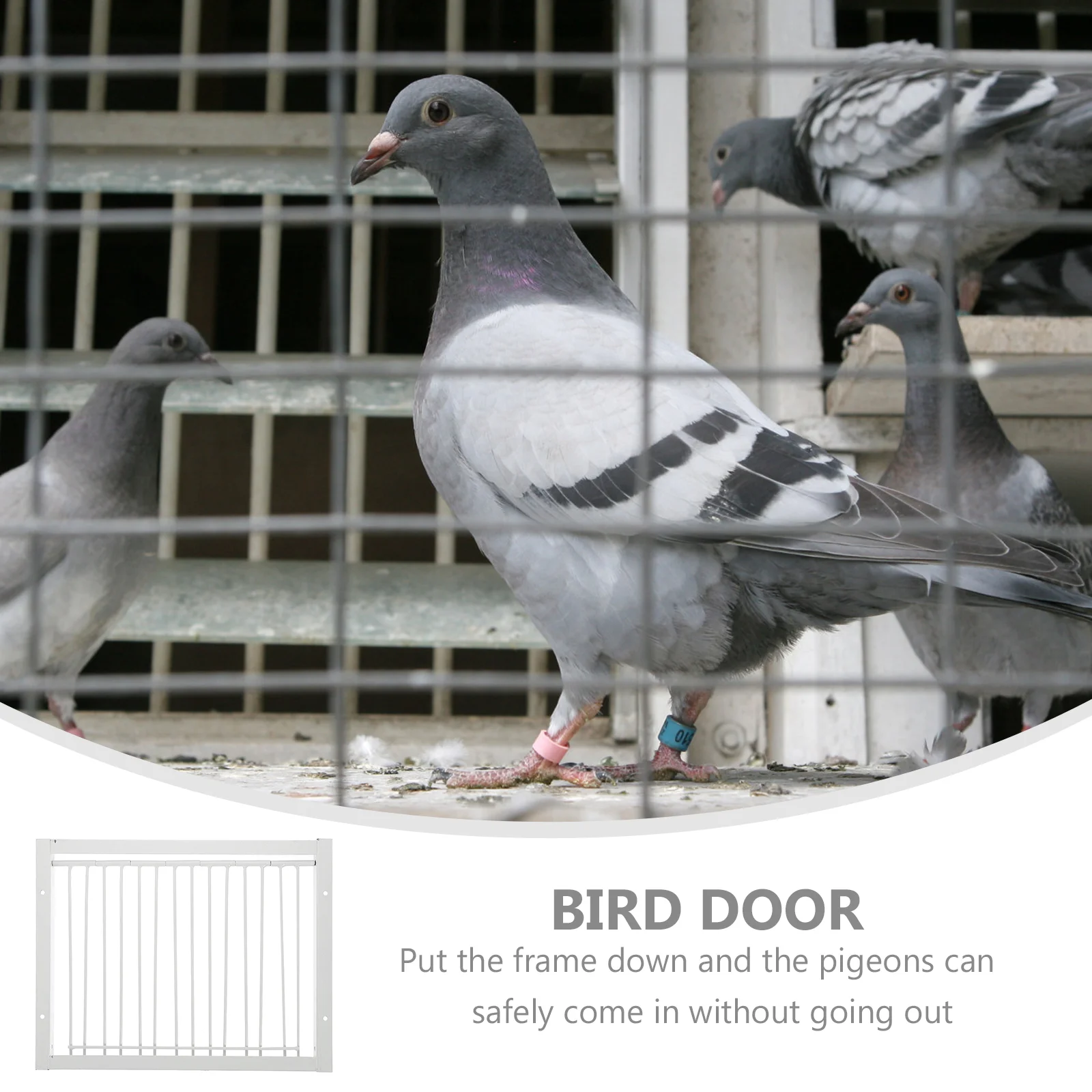 

Door Bird Pigeon Cage Entrance Racing Iron Way One Barbirdcages Cages Carrier Accessories Active Vision Cockatiel Quail Parakeet