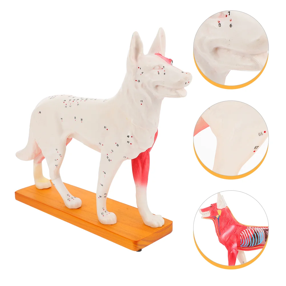 

Dog Acupoint Model Canine Acupuncture Specialty Tools Body Teaching Training Chinese Medicine Pvc Veterinary anatomical parts