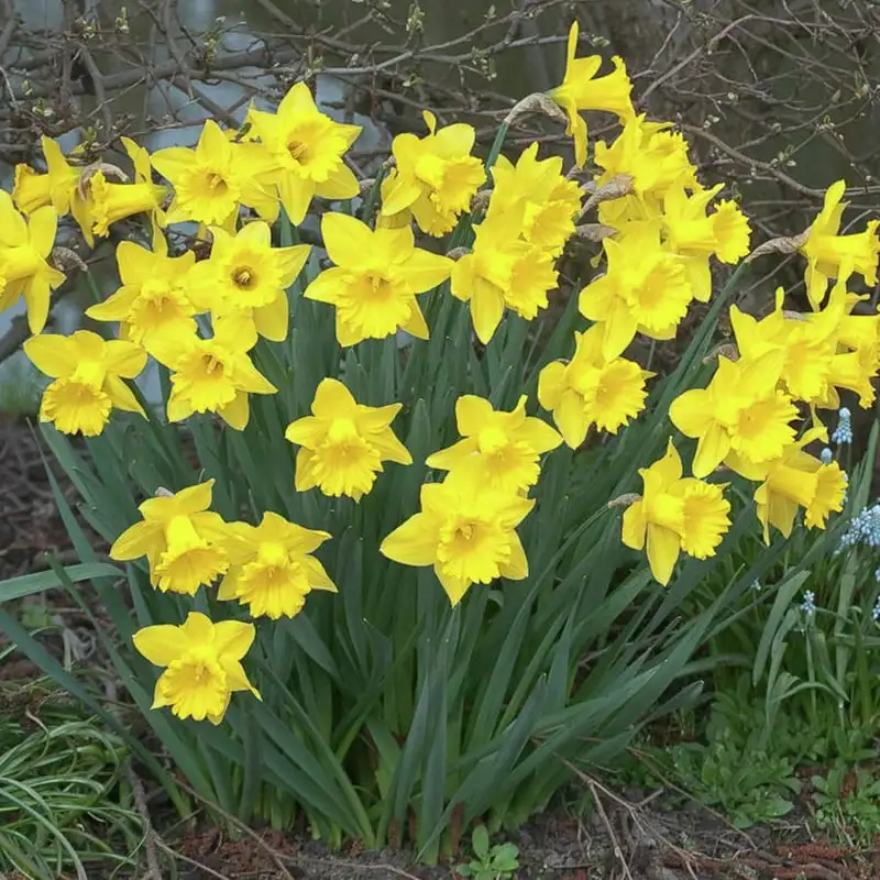 

Dutch Master, Set of 15 Bulbs Yellow Part Sun Round cake pan for baking Baking accessories and tools Baking tray Silicone for ai