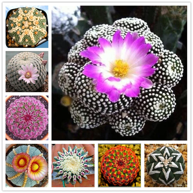 

100Pcs Exotic Sea Urchin Cactus Flower Home Furniture Nature Cute Succulents Wood Shoe Cabinet C6A-G