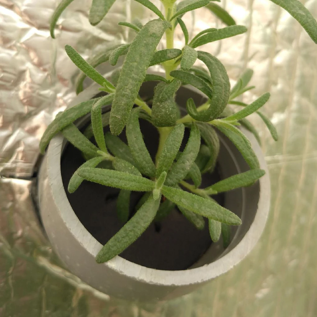 100 шт./набор магнитные растения для гидропоники