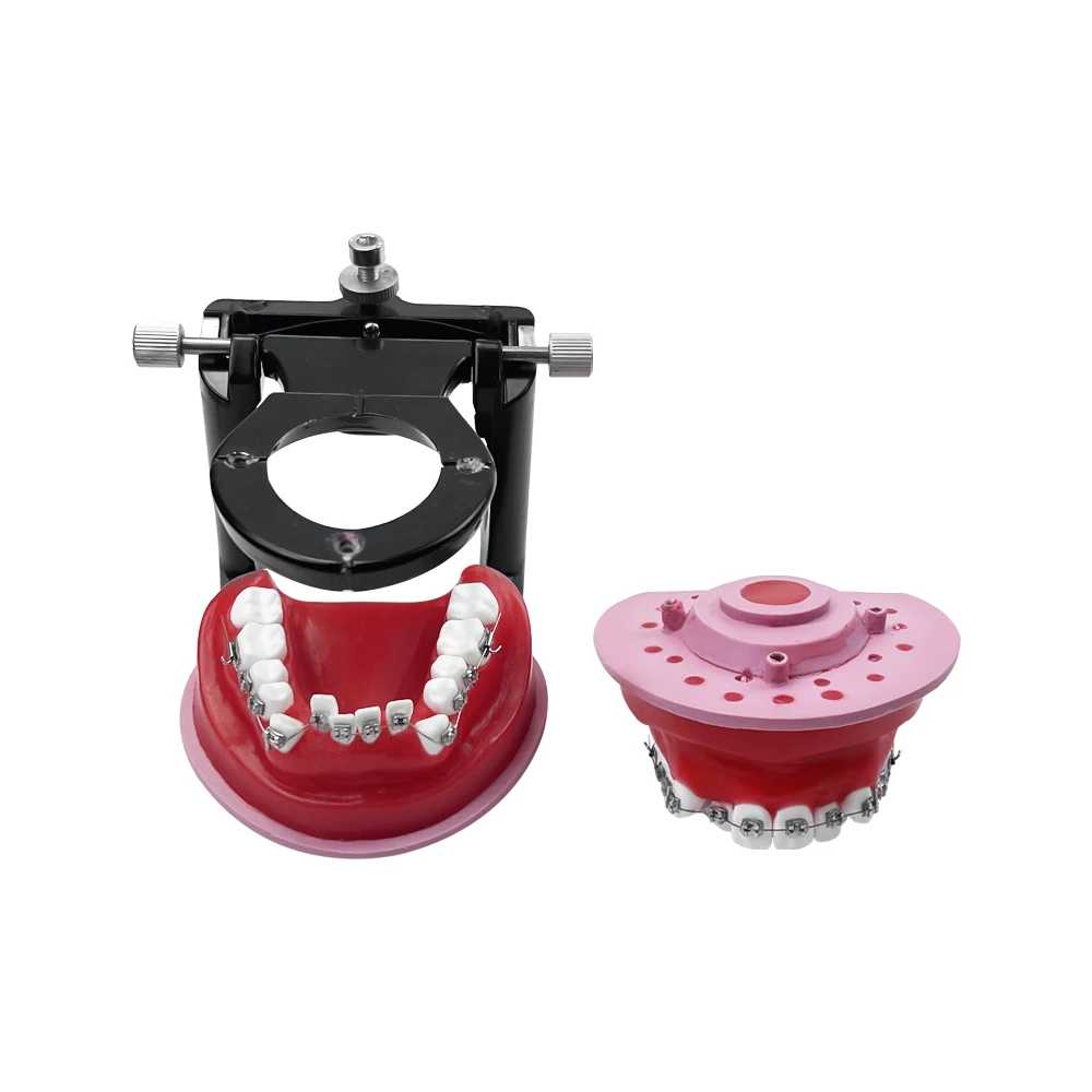 Ортодонтическая обучающая модель для стоматологического техника тренировочное