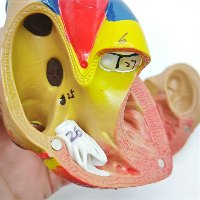 Модель человеческого сердца в натуральную величину — 2 части анатомически