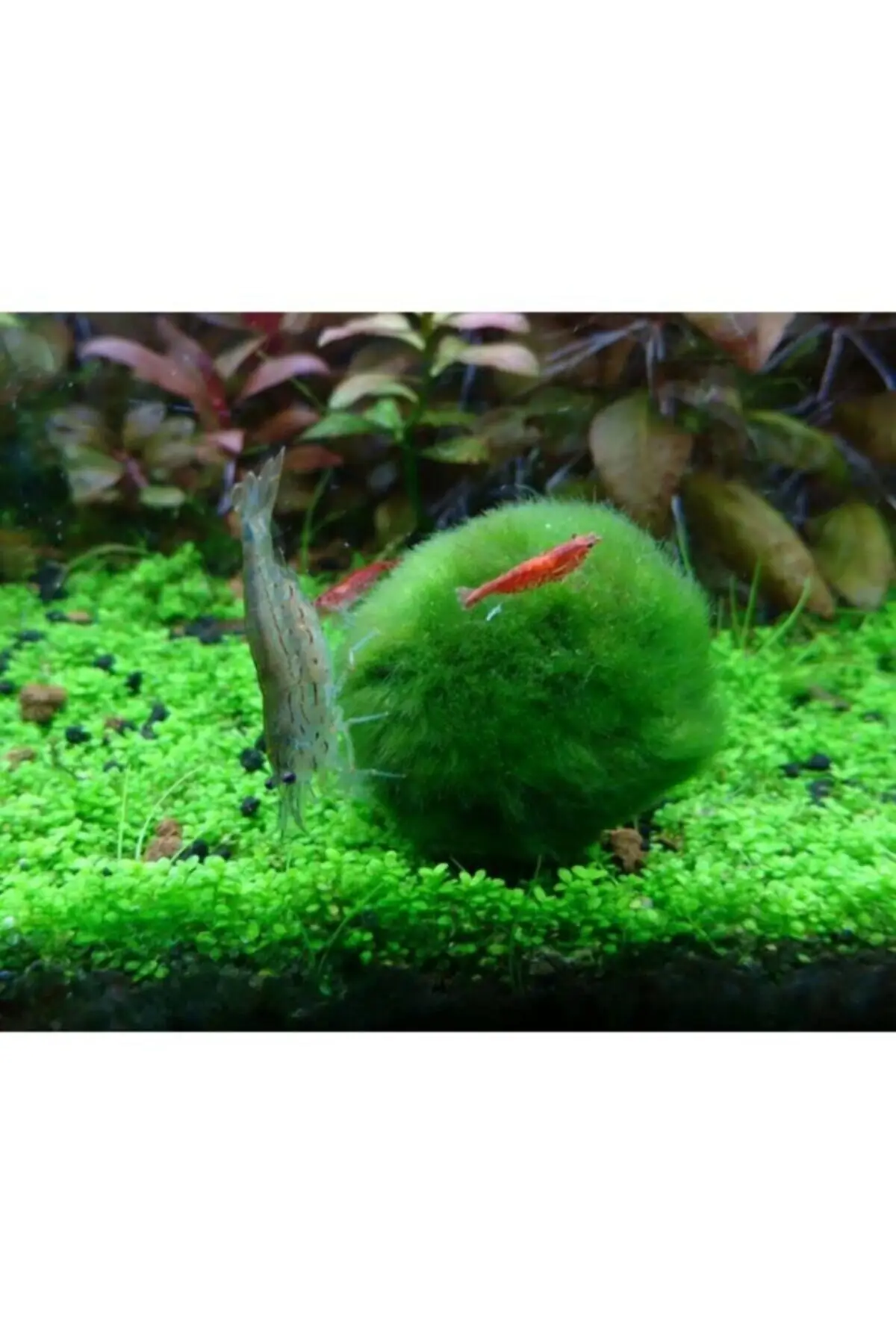 

(Предоставляет шанс для мох Marimo мяча) Mossball 3-5 см