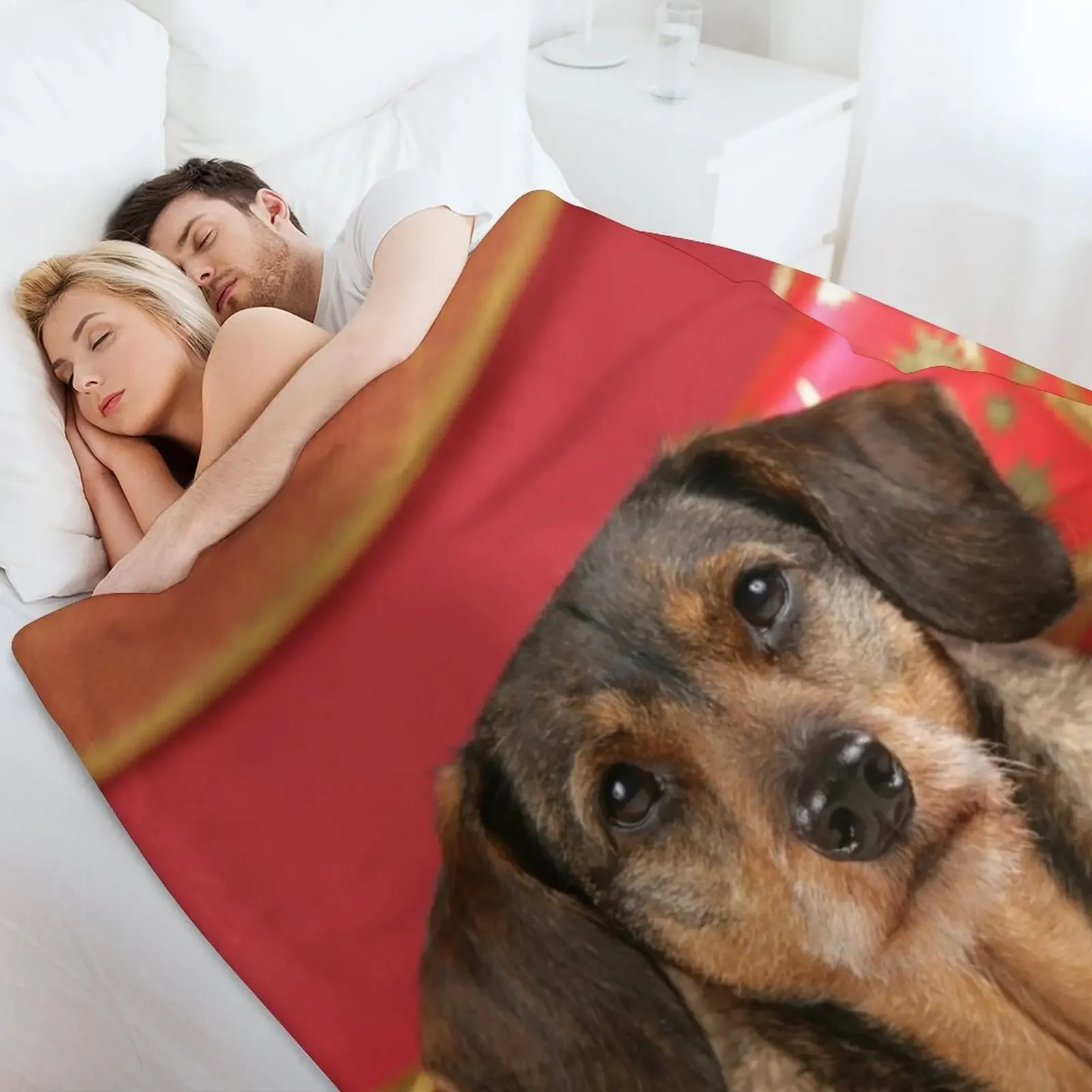 Сладкая проволочно-волосая собака-такса желает с Рождеством. Пледы и одеяла