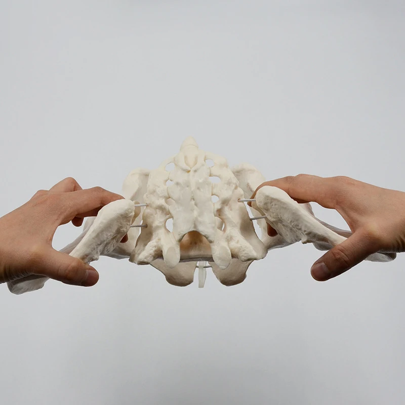 1:1 подвижная модель таза, бедренная кость таза, Женская Тазовая кость, может согнуть человеческий скелет, анатомия мышц тазового дна