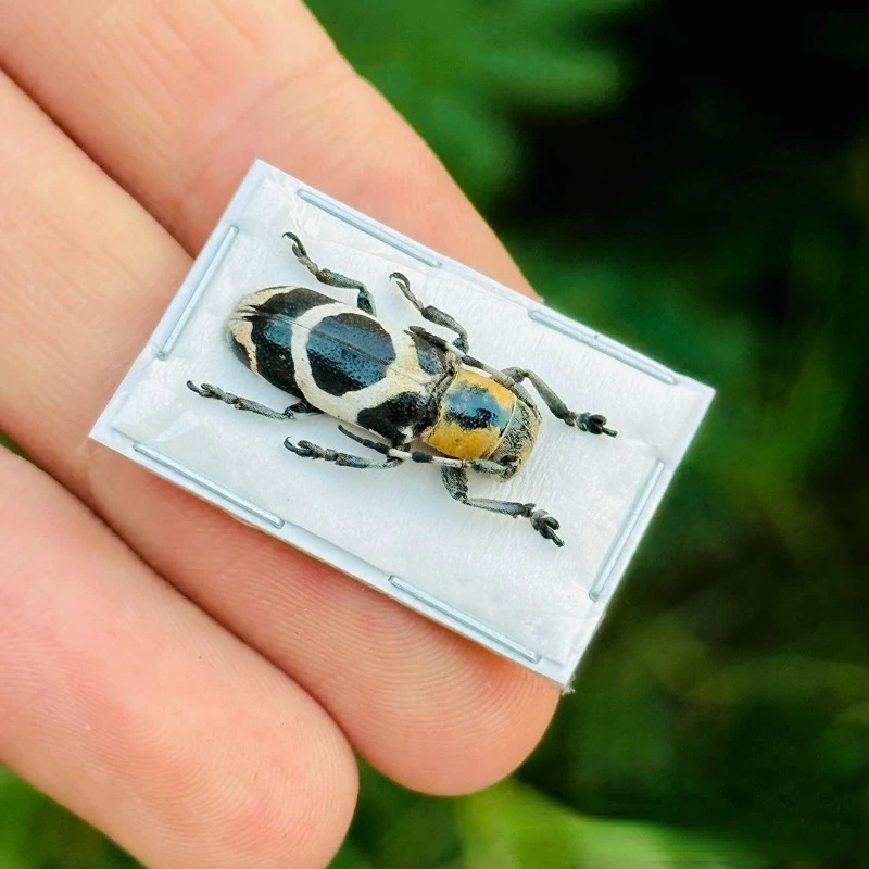 

A1 Elixir Booth Totem Tenebrae Specimen Real Beetle Steam Insects Photography Collection Nature Gifts decorative figurines