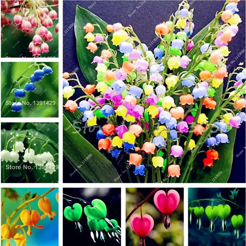 

120 шт., благовония для натуральных растений, семена лилии, Колокольчик для очистки воздуха, цветы орхидеи, ароматные благовония I295N