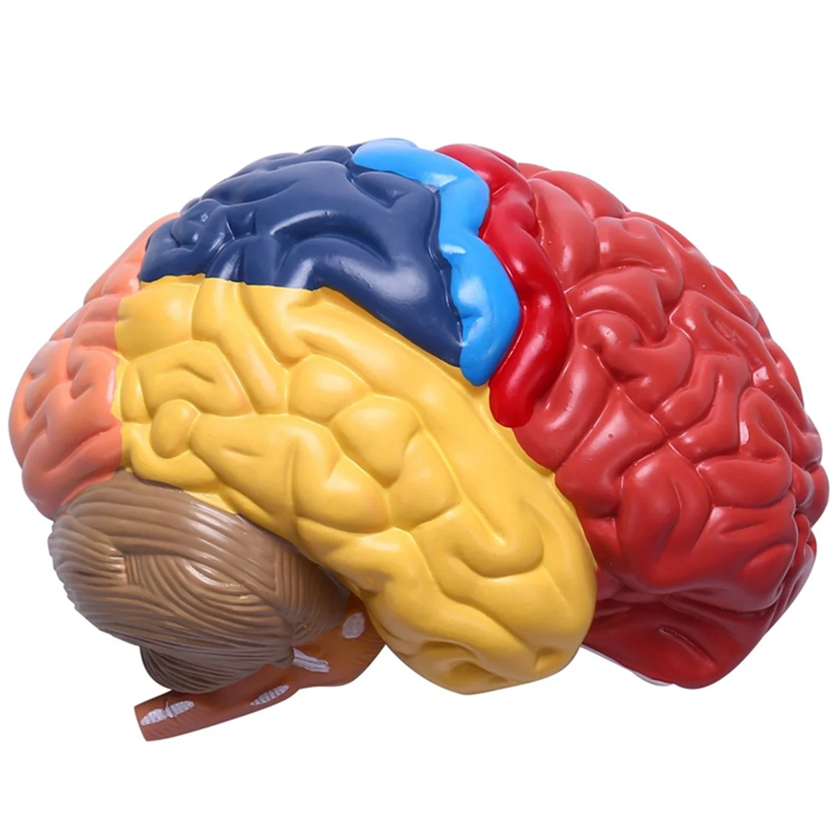 Анатомическая модель головного мозга 1:1 наполовину учебные лабораторные