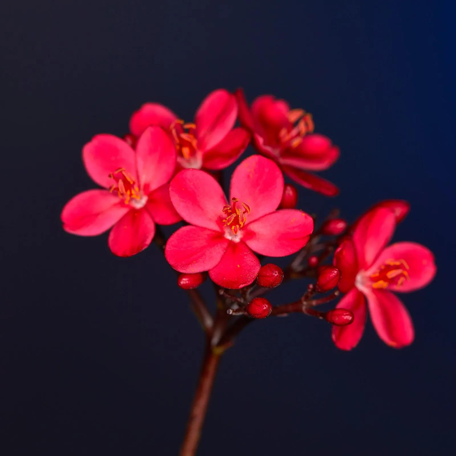 Фото Godox MF-R76 RING76 5000K Макро светодиодный кольцевой светильник Speedlite для Sony Canon Nikon Camera 5D 6D 7D 60D 70D 80D D850 A7MIV №5