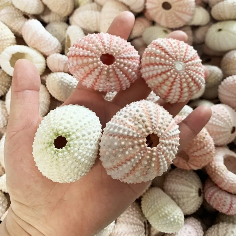 Розовые морские ракушки для суккулентов свадебные украшения морского урчина