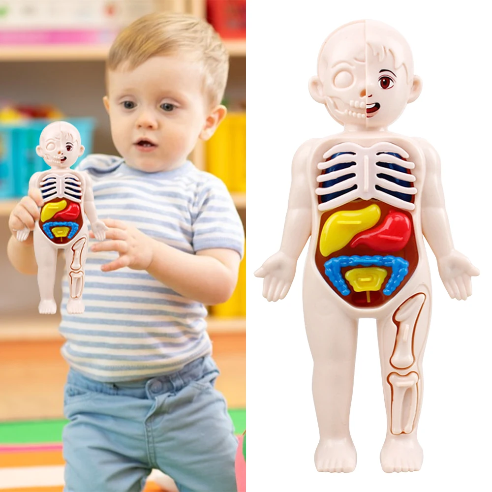 

Сборка своими руками, 3D пазл, модель анатомии человеческого тела, обучающий орган, собранная игрушка, обучающий инструмент для тела для детей