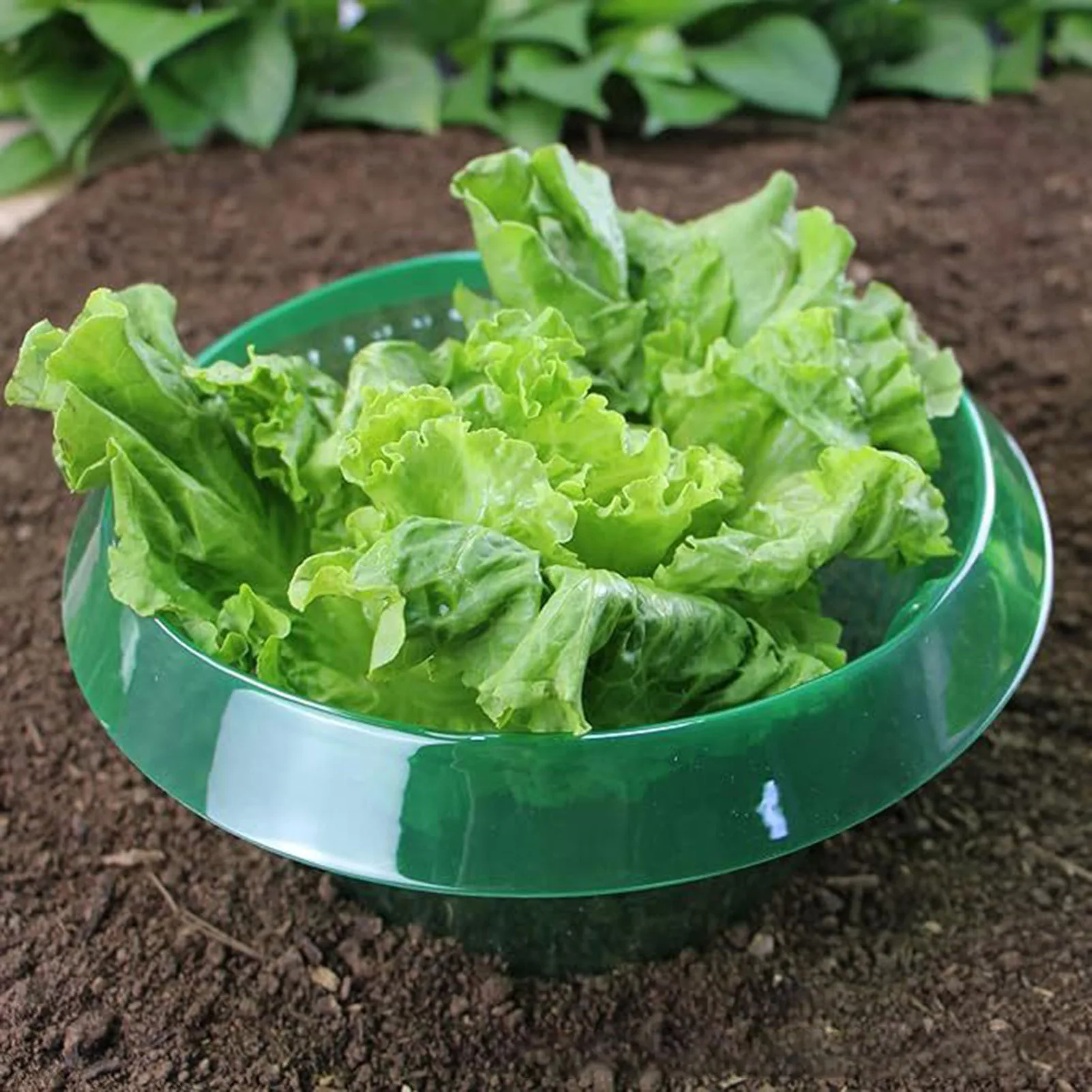 1/10 шт. прозрачные кольца для защиты растений