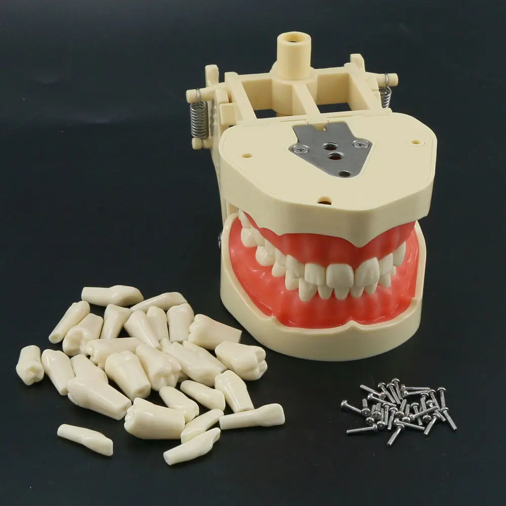 Frasaco ANA-4 Dental Restorative Typodont Model Removable Screw-in Teeth 28Pcs cleaning tools  teeth whitening  herramientas de