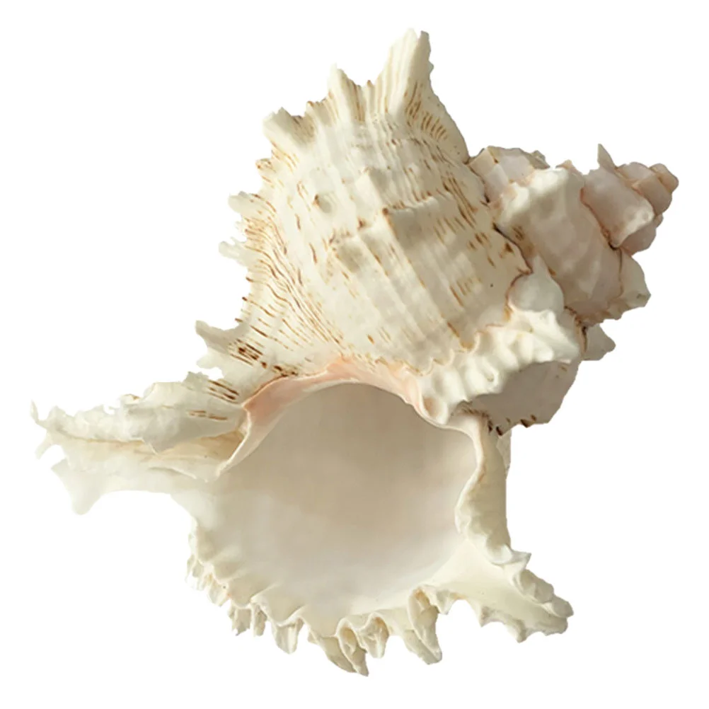 

Natural Conch Fish Tank Accessories Decor Landscaping Shell Aquarium Decoration