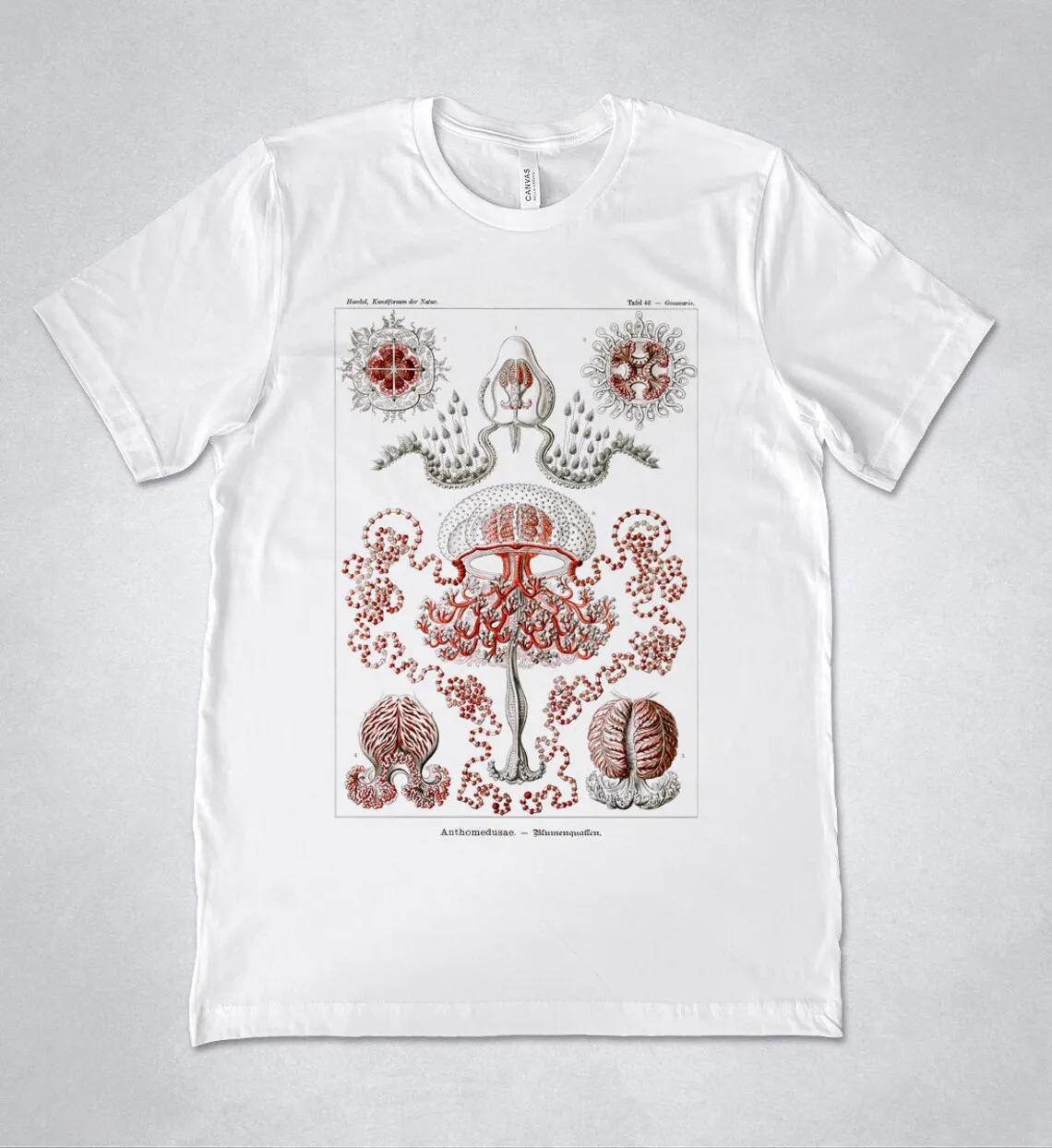Футболка Эрнст Haeckel антомедуза художественные формы природы 1904 футболка