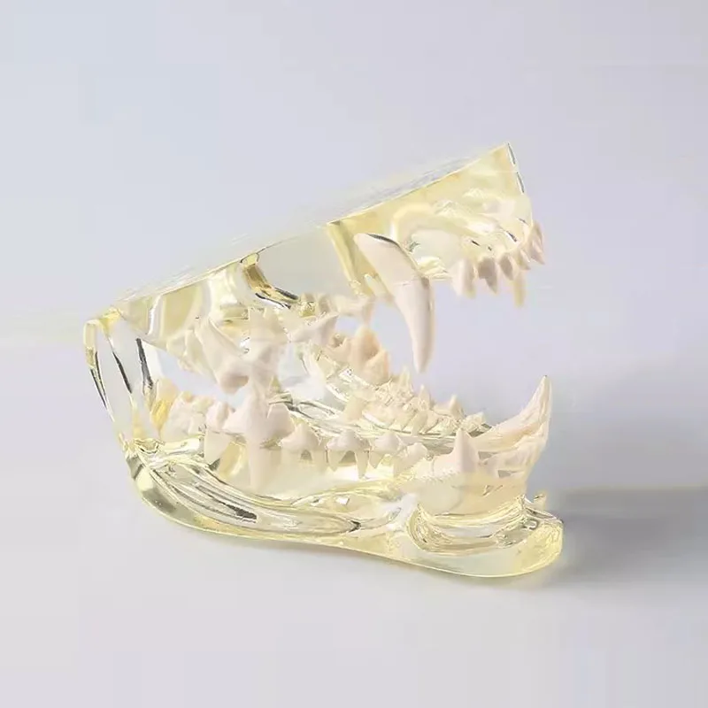 Смола животное стоматологическая прозрачная собака кошка модель оральных зубов