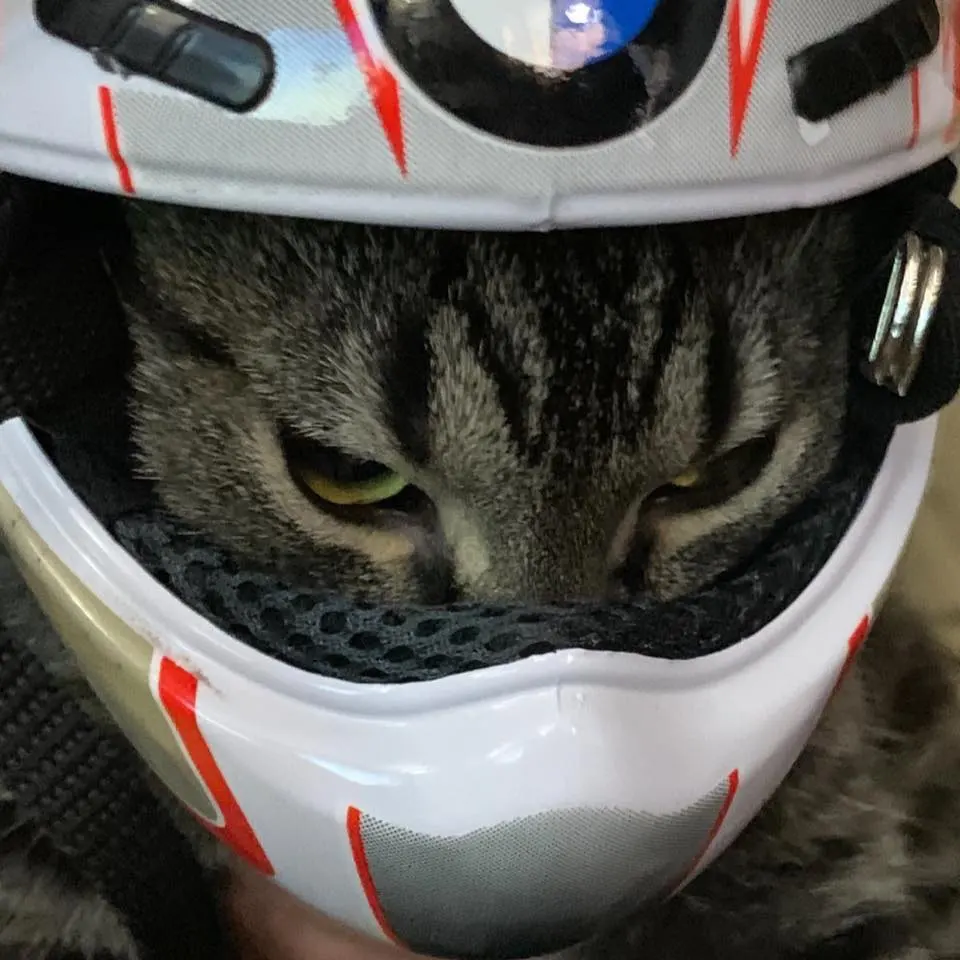 Красивый мини-шлем для домашних животных подходит чихуахуа померанского пуделя