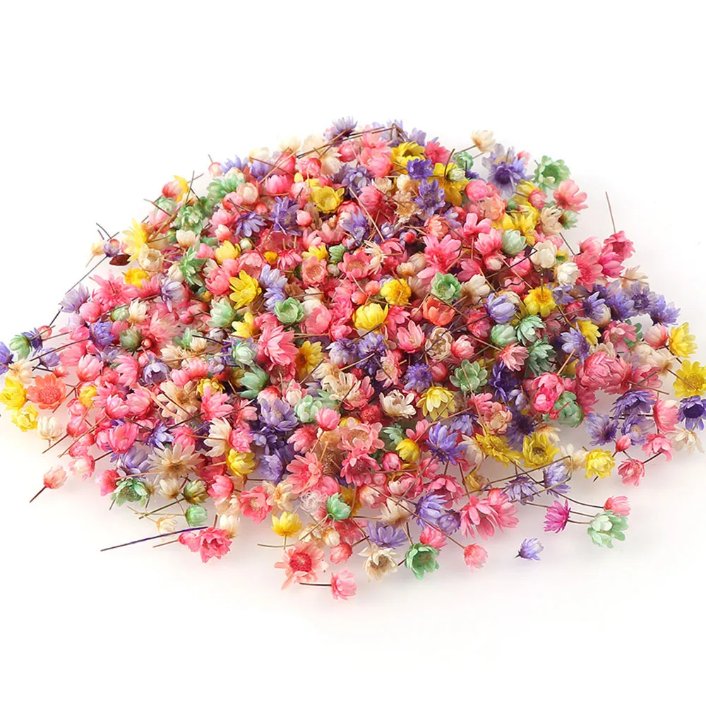 100/200Pcs Real Dried Flowers Little Star Flower Head For DIY Wreath Art Craft Epoxy Resin Home Wedding Decoration Dry Flowers