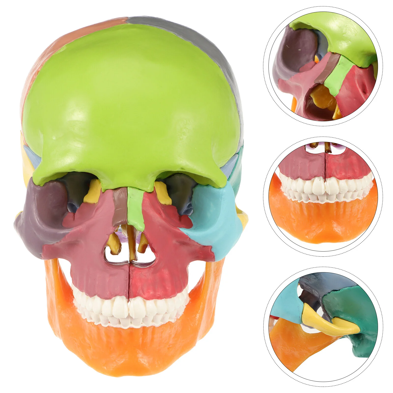 

Tabletop Decor Bone Carving Anatomical Model Colored Head Pvc Statue Human