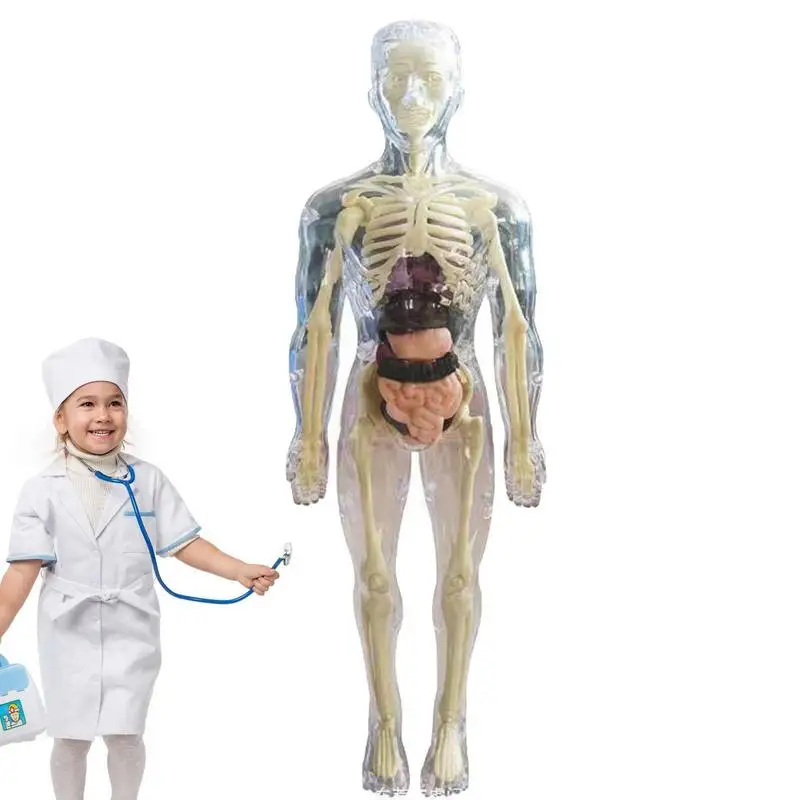 

Human Anatomy Model 3D Body Anatomy Model Realistic Human Body Model Ages 4 Soft Human Body For Science And Education Toys